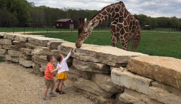 kids feeding giraffe