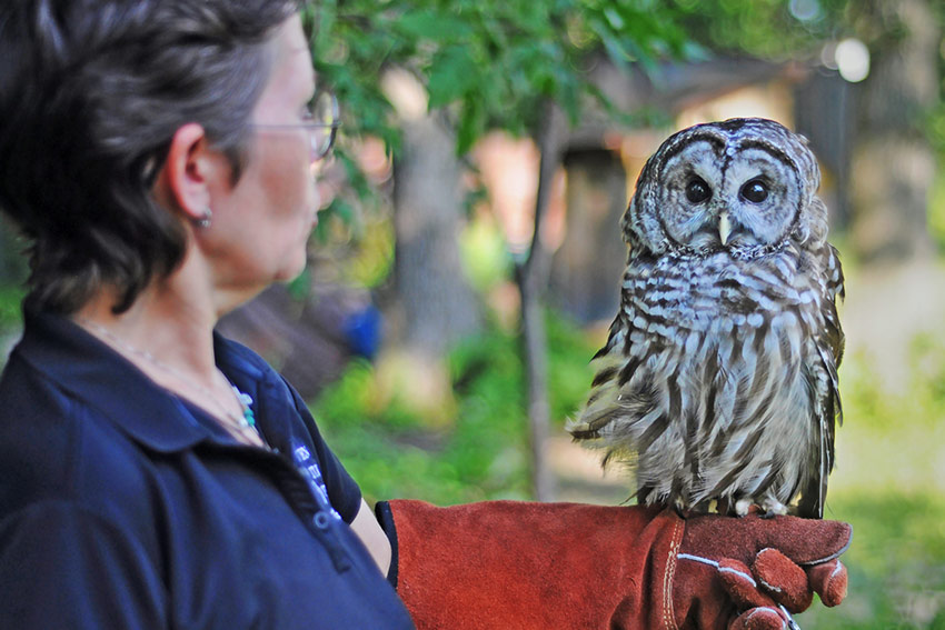 owl on a woman's hand