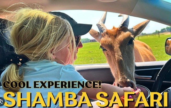 feeding an African antelope