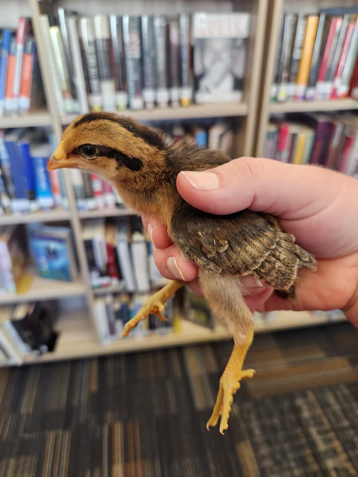 chicken with books