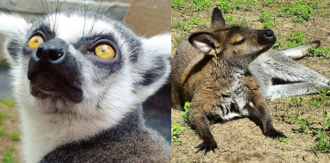 Lemur and Wallaby
